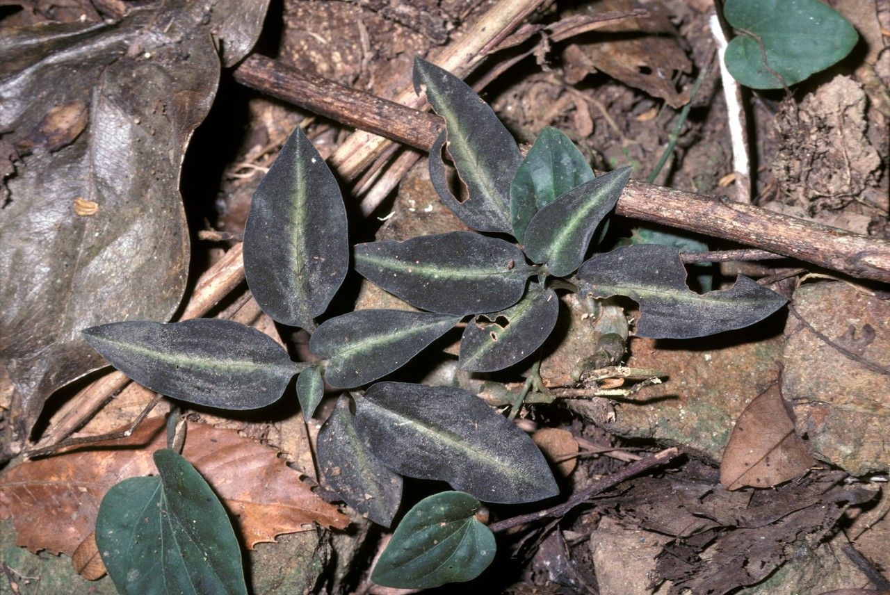 Goodyera procera — search result for 'Goodyera'