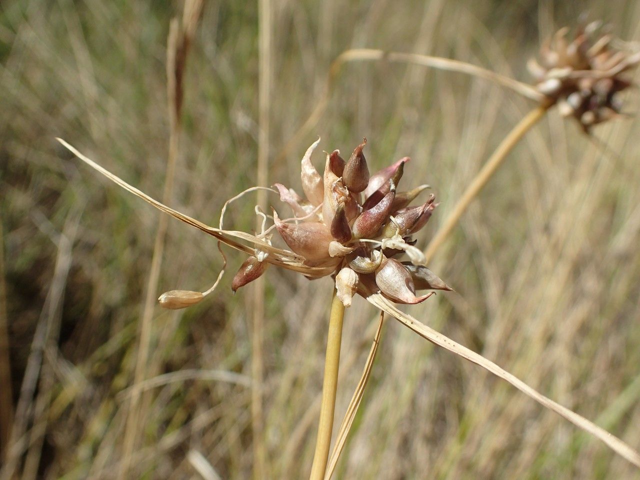 Allium oporinanthum — houseplant care guide