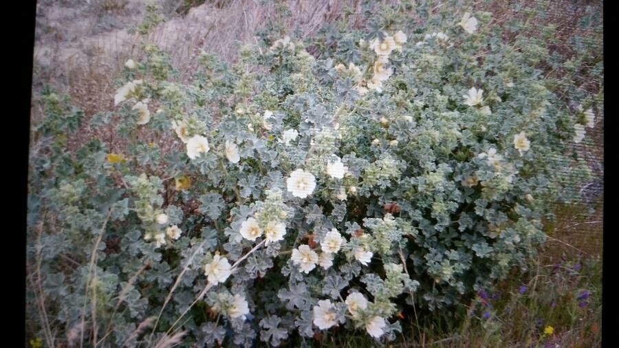 Malva subovata flower
