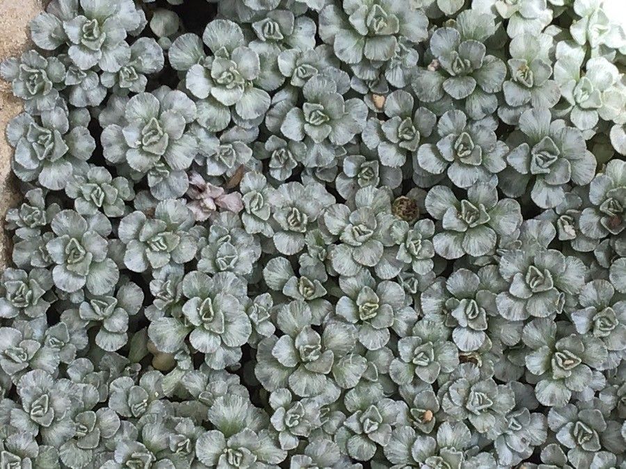 Raoulia hookeri — related species from the same genus