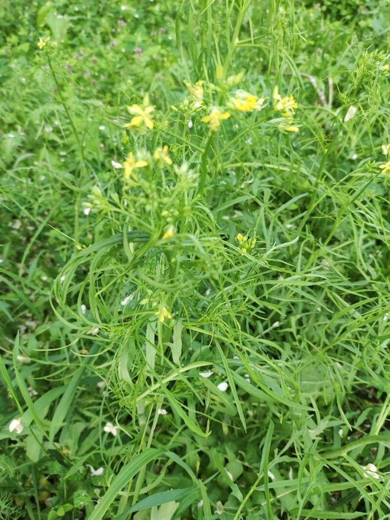 Sisymbrium altissimum — search result for 'Mediterranean Basin'