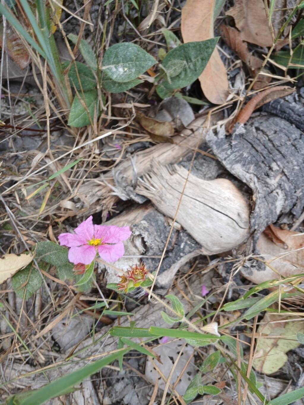 Cuphea ferruginea flower