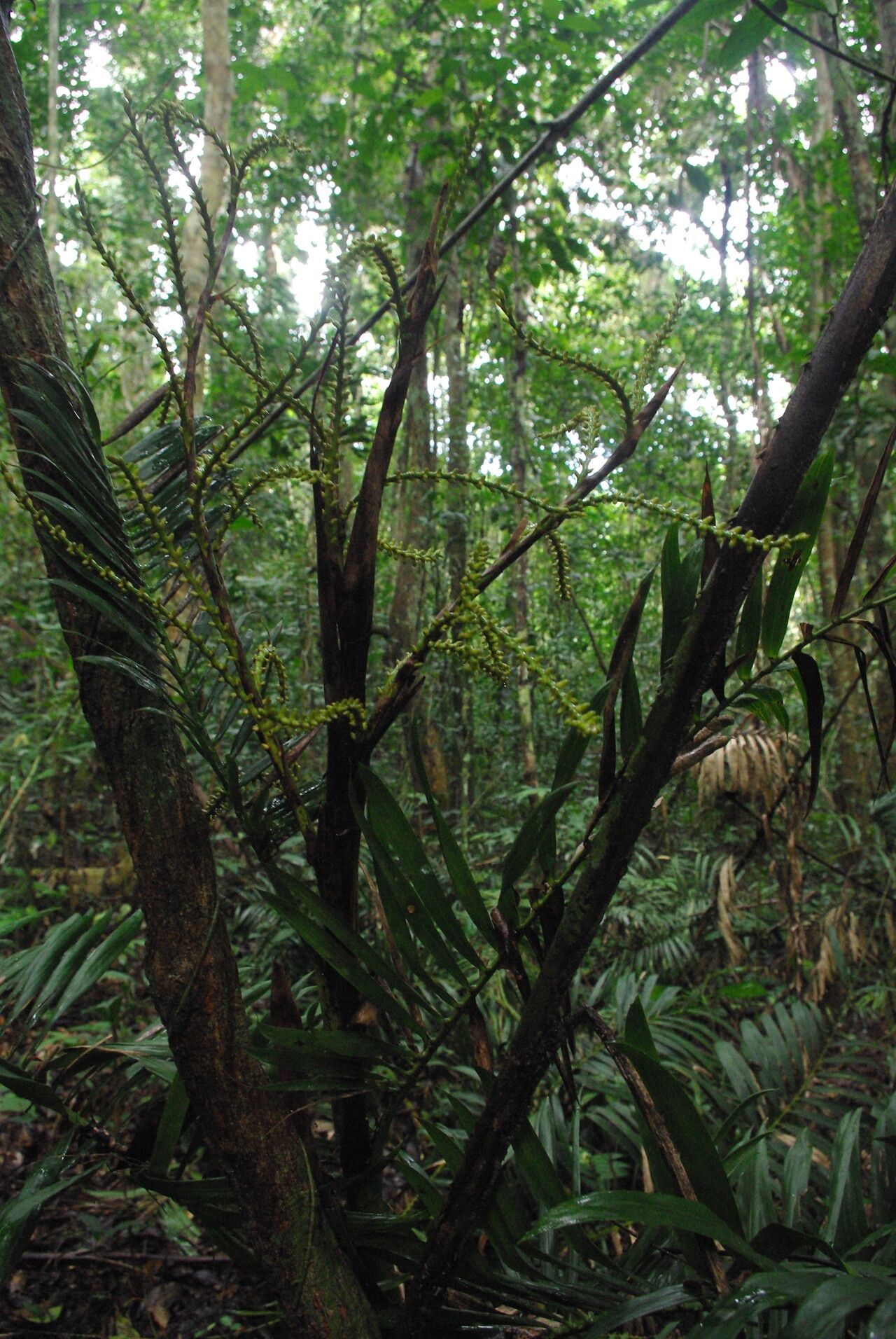 Laccosperma korupense habit