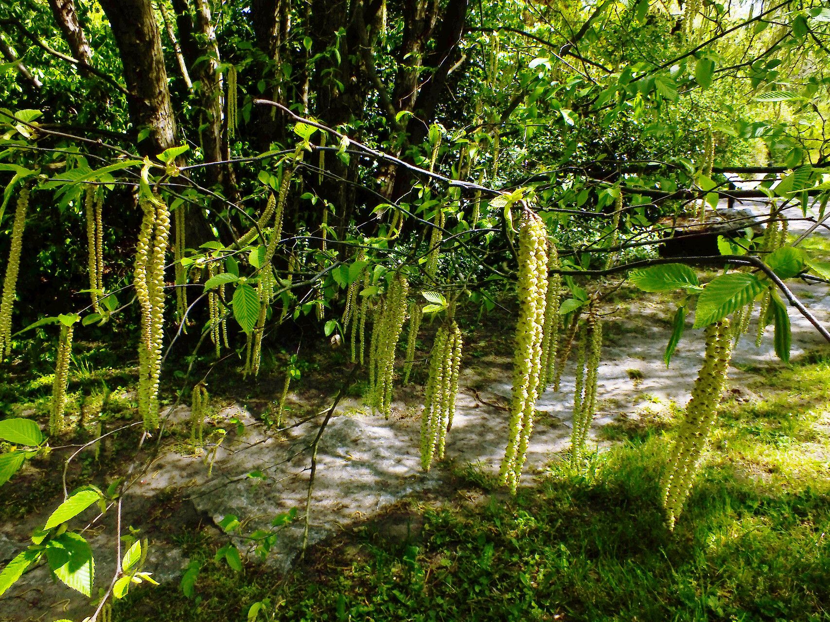Betula tianschanica flower