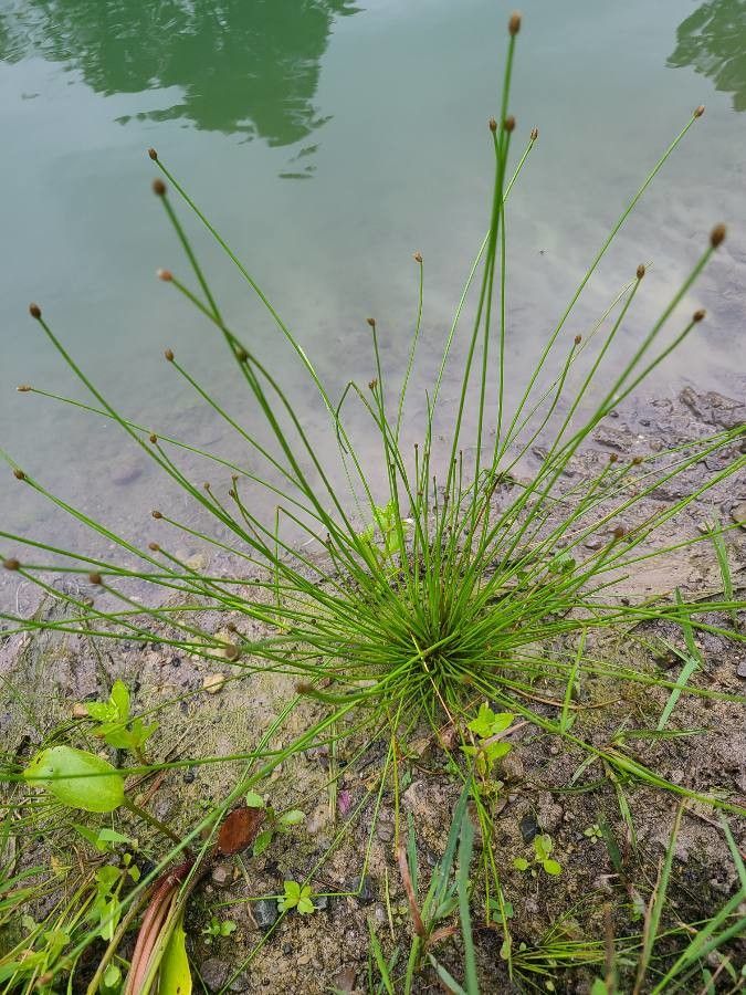 Eleocharis ovata leaf