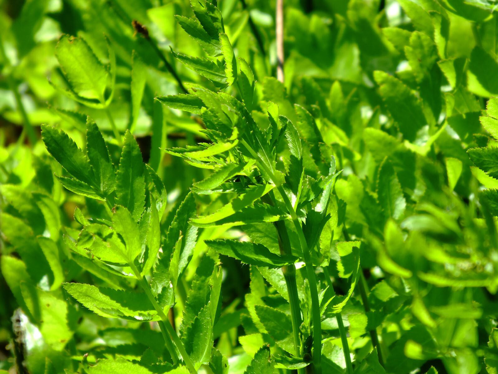 Sium latifolium leaf