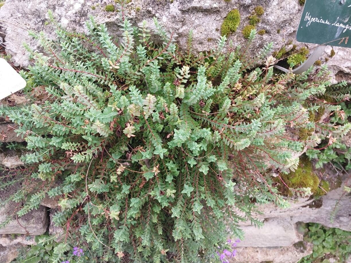 Hypericum lanuginosum habit