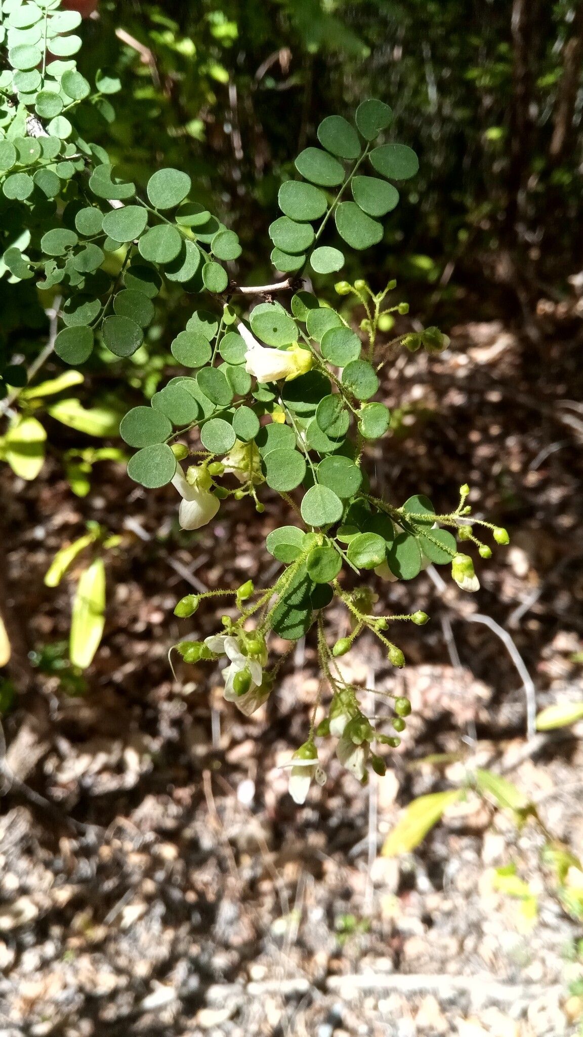 Ormocarpum bernierianum flower