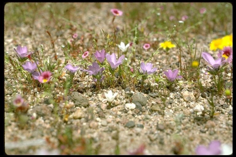 Linanthus parryae habit