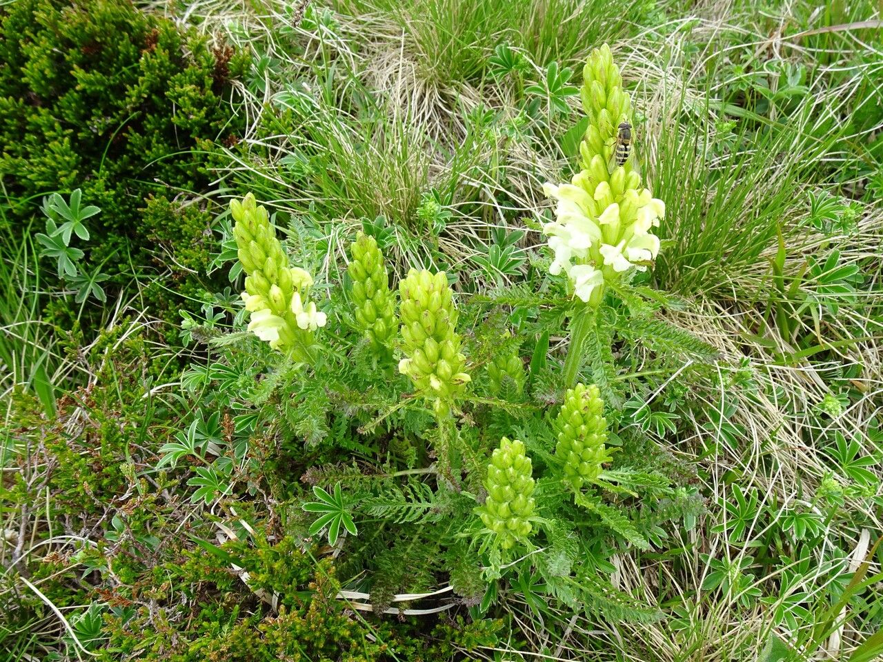 Pedicularis comosa habit