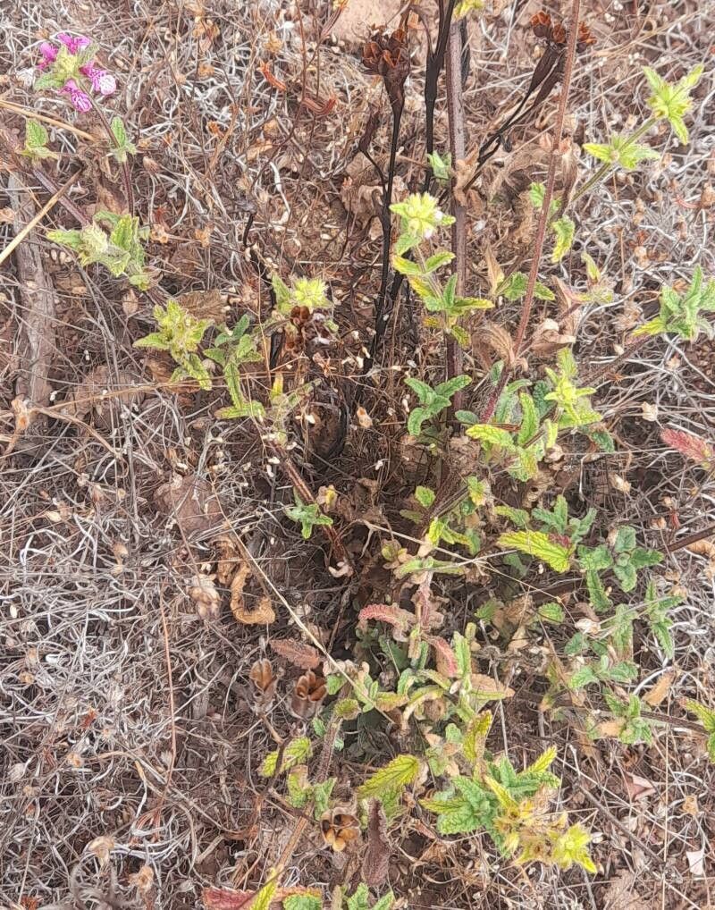 Stachys grandidentata habit