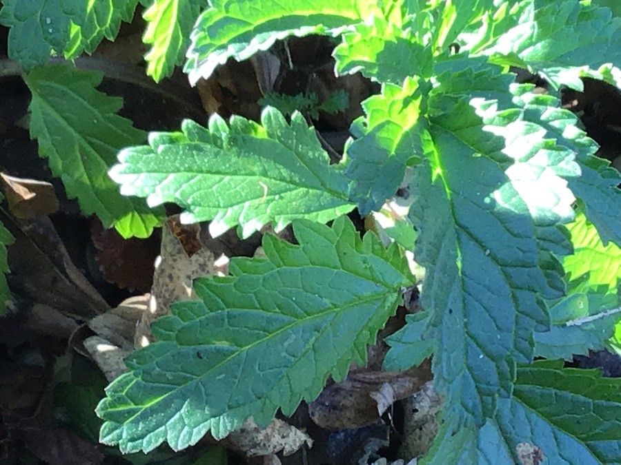 Scrophularia sambucifolia — search result for 'Scrophularia'