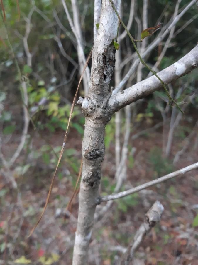 Osmanthus americanus bark