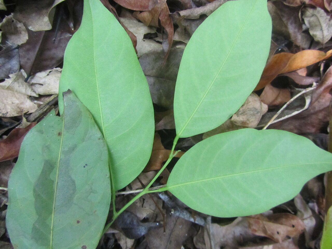 Ruptiliocarpon caracolito leaf