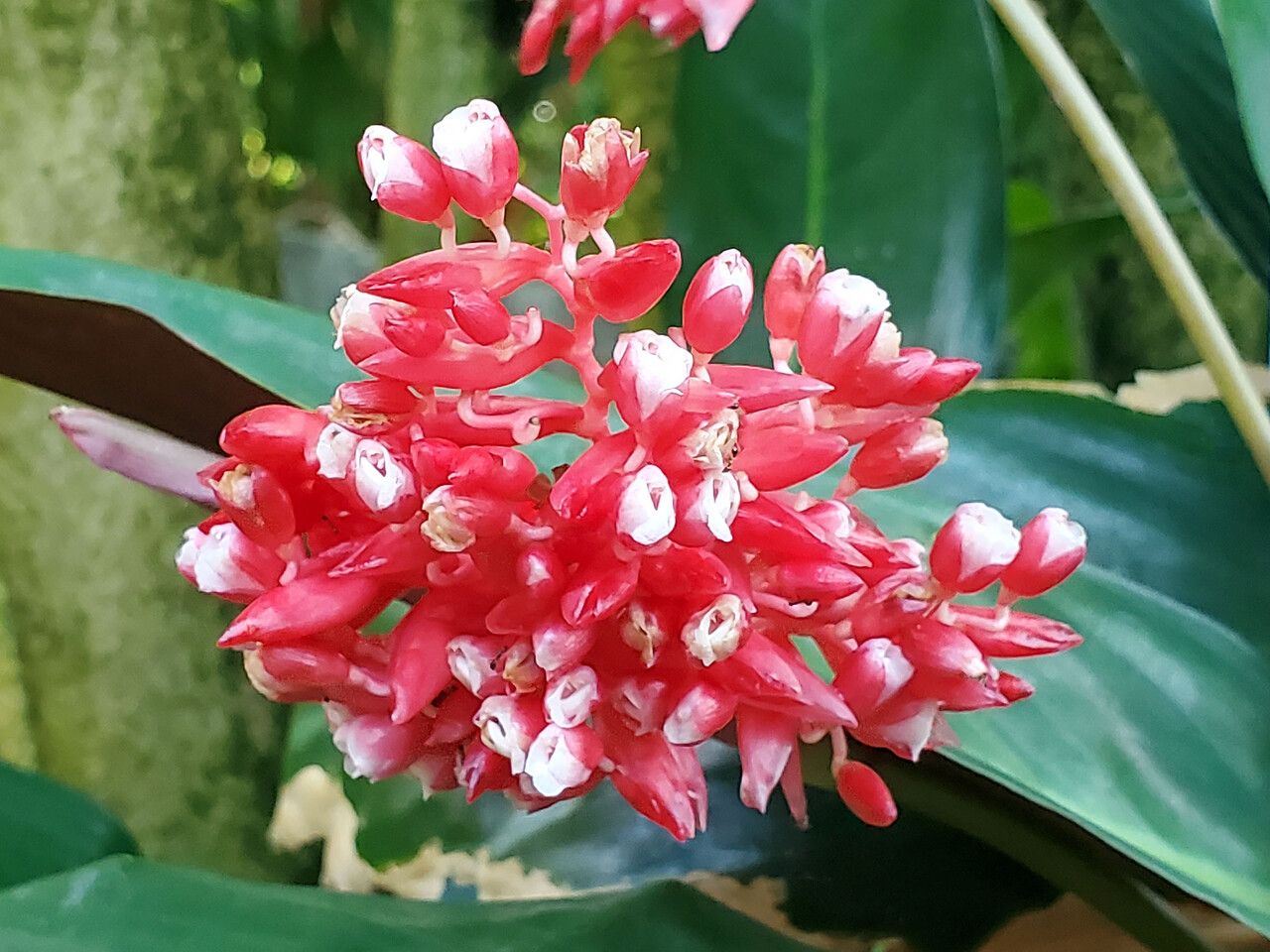 Ctenanthe kummeriana flower