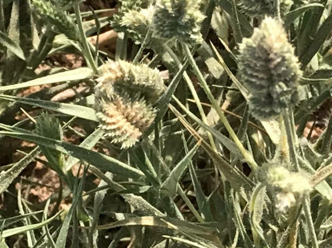 Aeluropus lagopoides flower