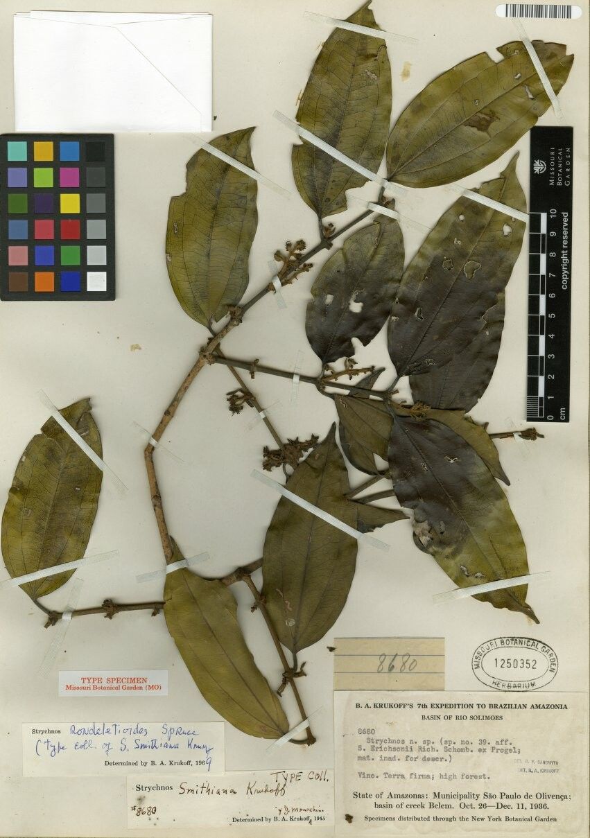 Strychnos rondeletioides — houseplant care guide