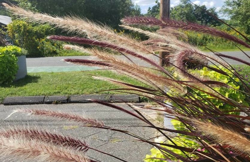 Cenchrus purpureus flower