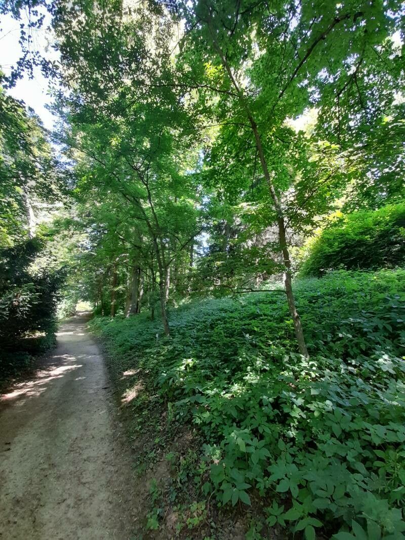 Acer mandshuricum other