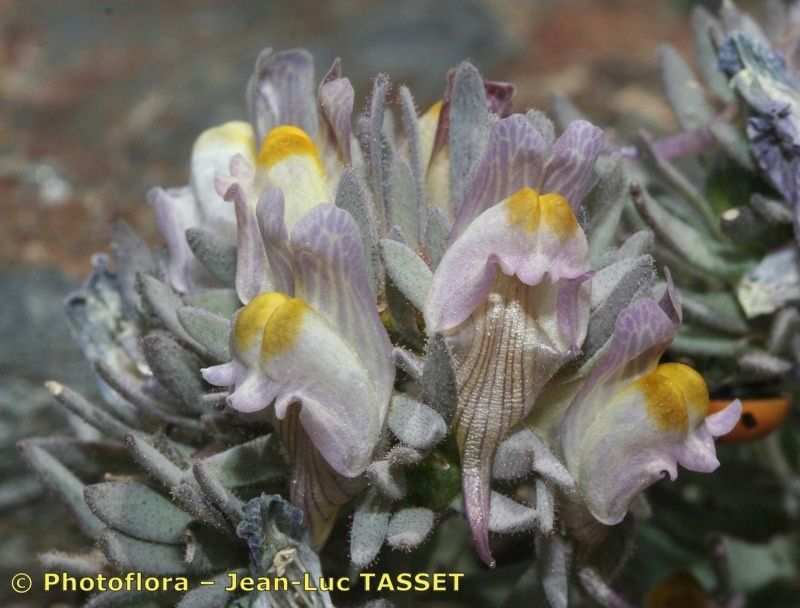 Linaria glacialis — search result for 'Linaria'