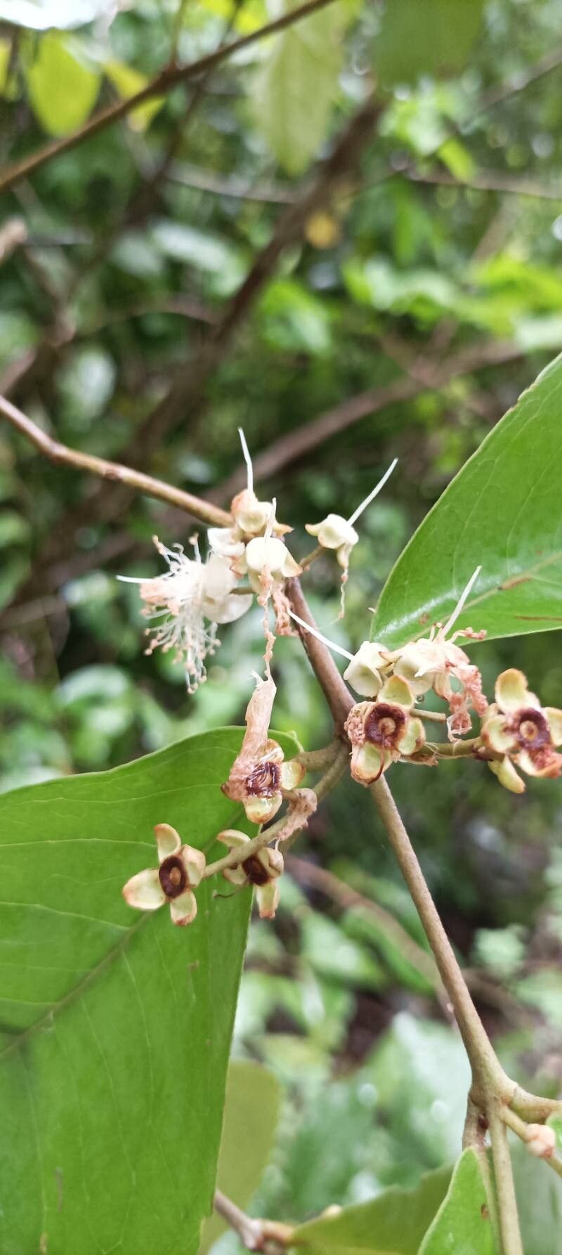 Eugenia salamensis flower