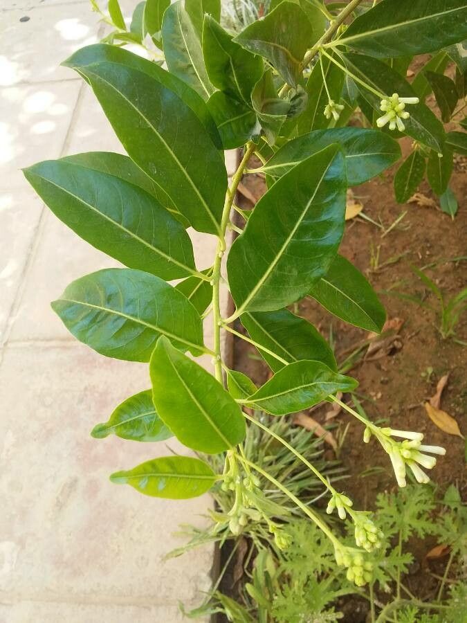 Cestrum diurnum leaf