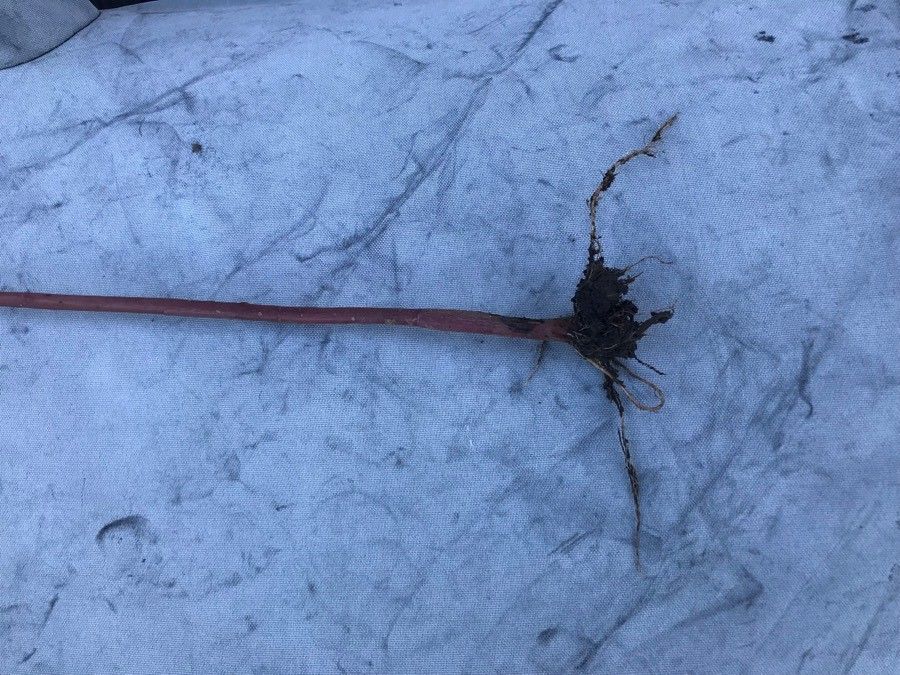 Amaranthus cannabinus bark