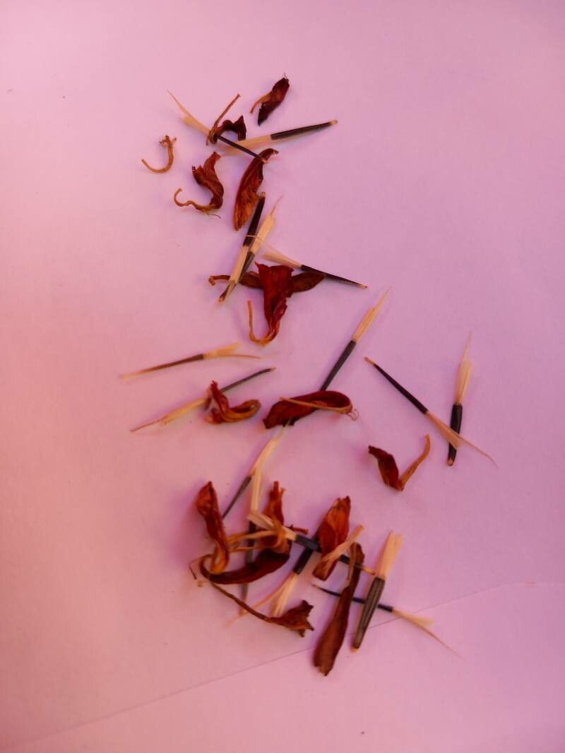 Osteospermum spp. fruit