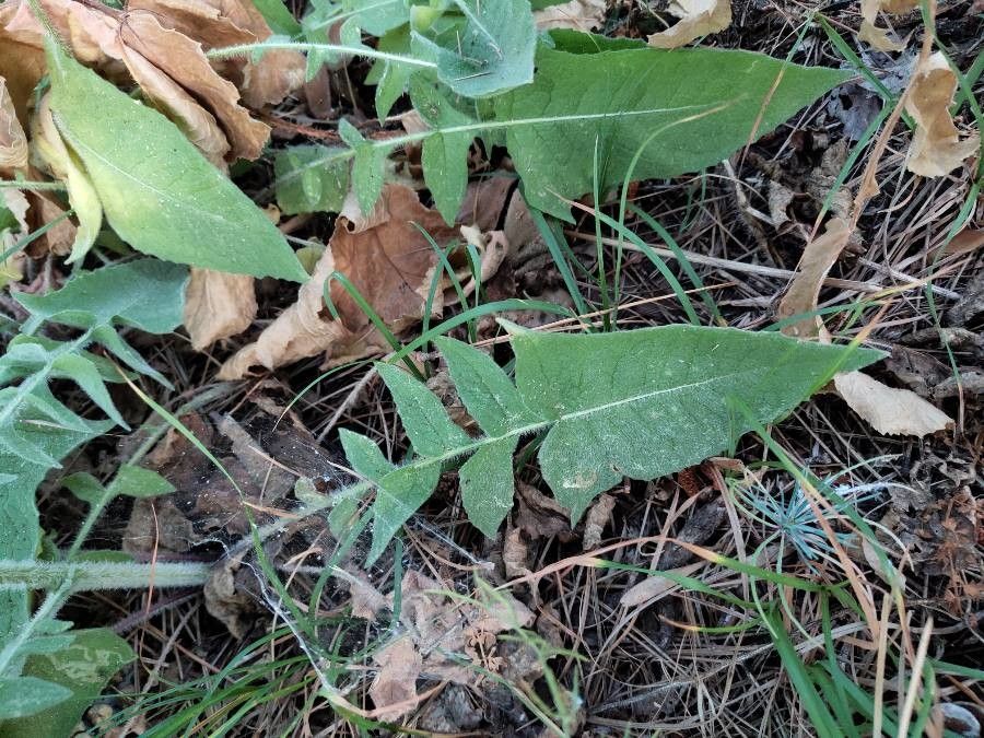 Centaurea thracica — houseplant care guide