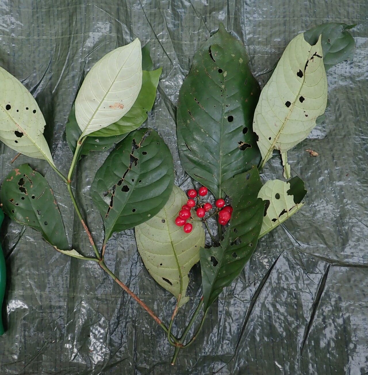 Psychotria brachyantha habit
