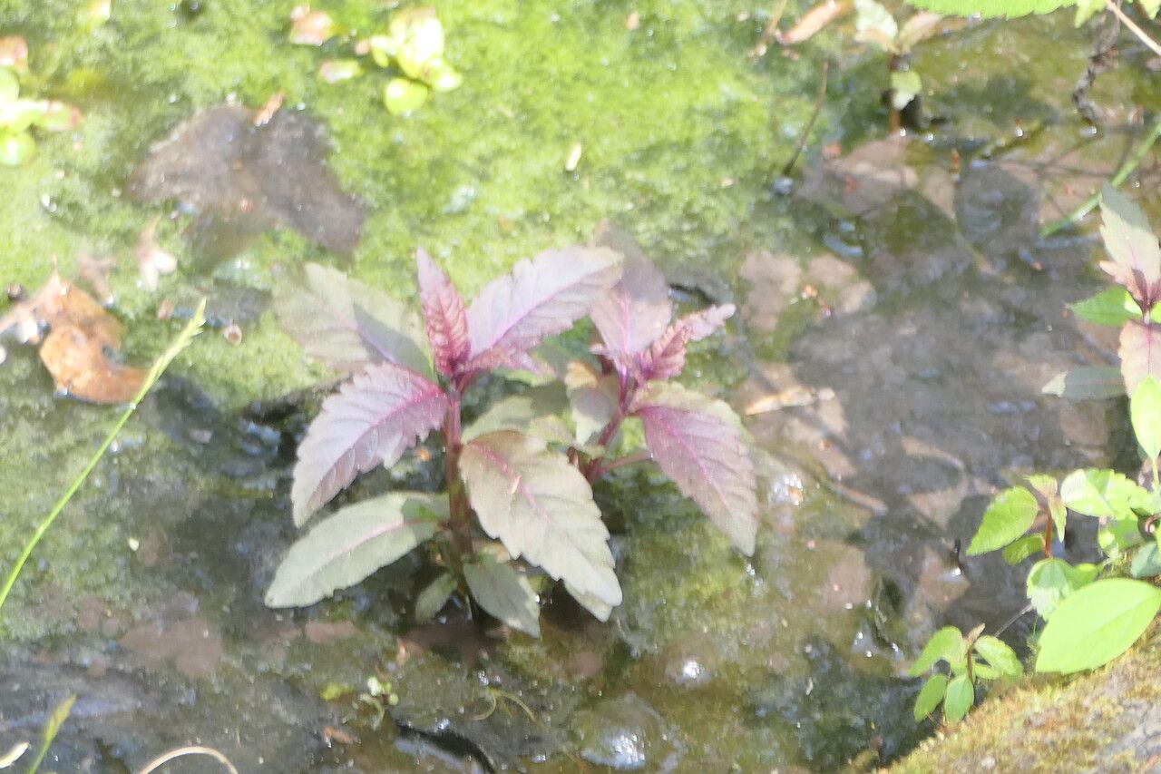 Lycopus virginicus — flood tolerant houseplant