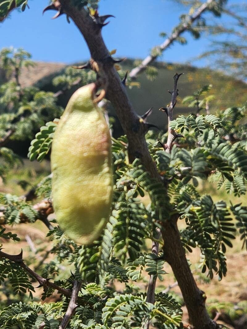 Senegalia thomasii fruit
