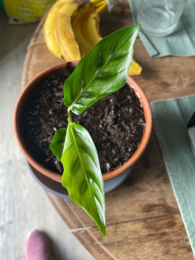 Goeppertia bachemiana — search result for 'Goeppertia'