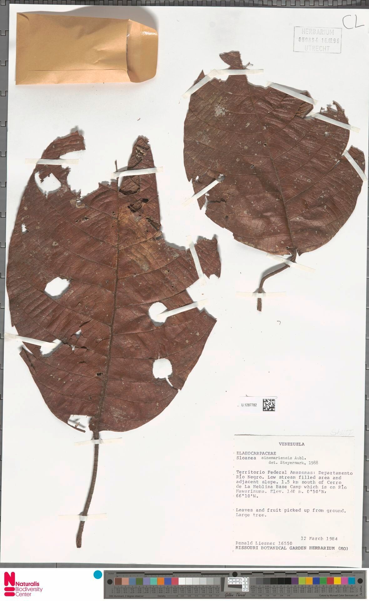 Sloanea sinemariensis leaf