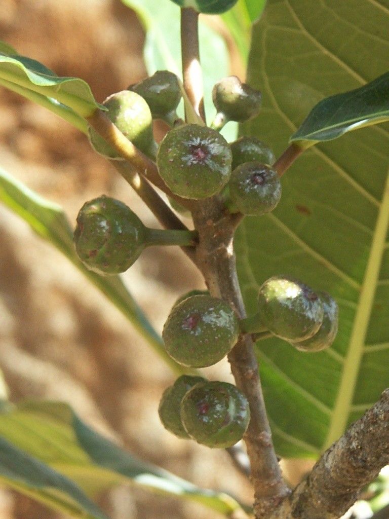 Ficus asperula habit