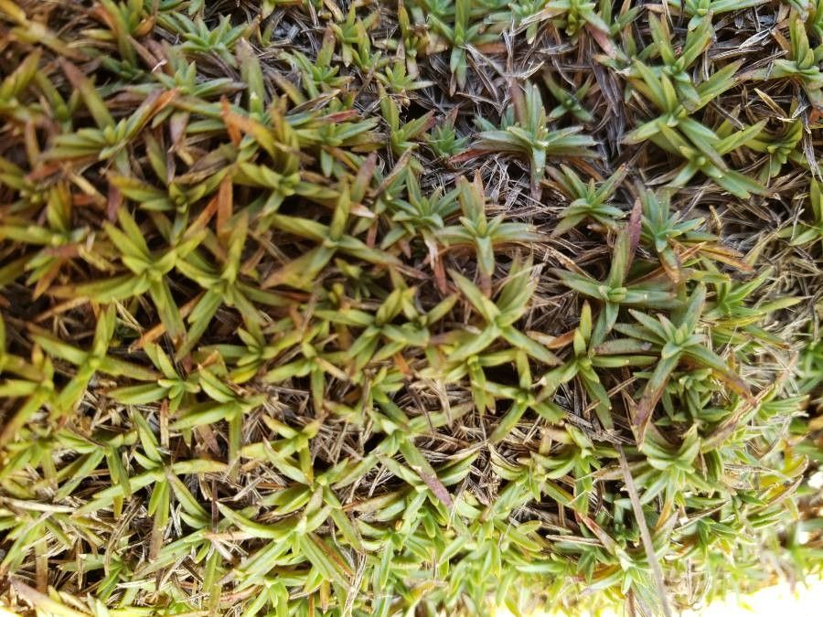 Dianthus webbianus leaf