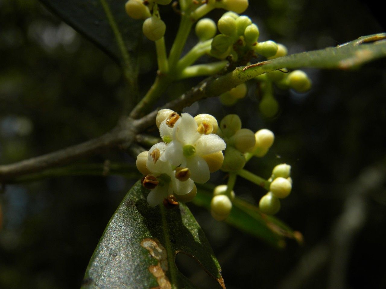 Olea lancea flower