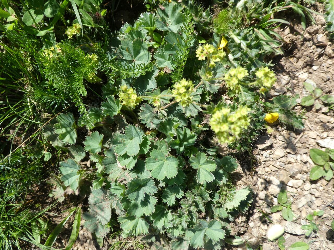 Alchemilla flabellata habit