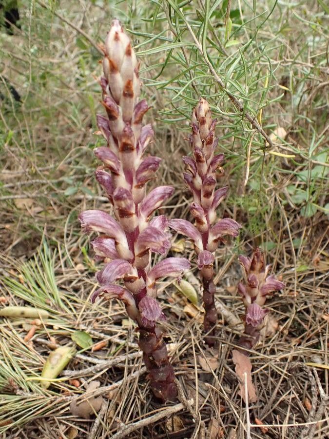 Orobanche latisquama flower