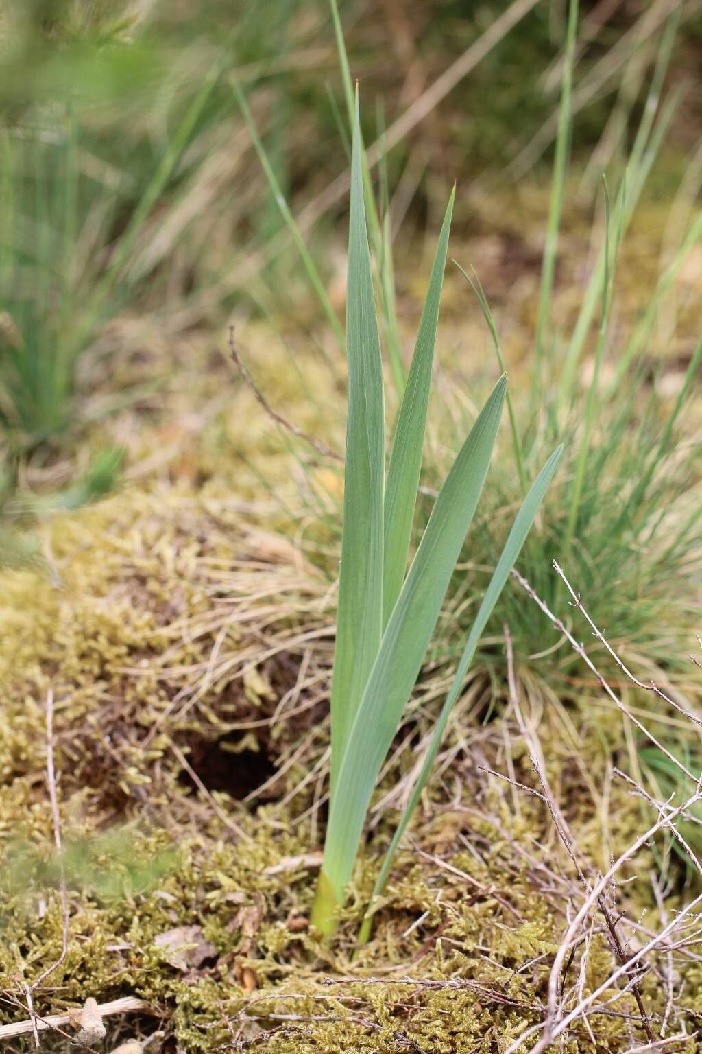 Gladiolus gallaecicus — search result for 'Gladiolus'