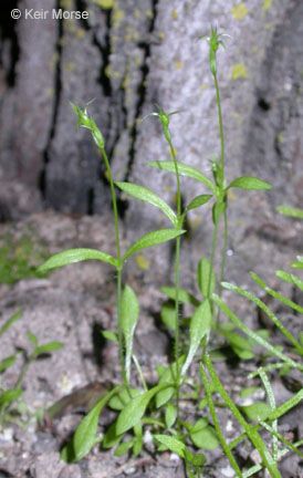 Stellaria nitens habit