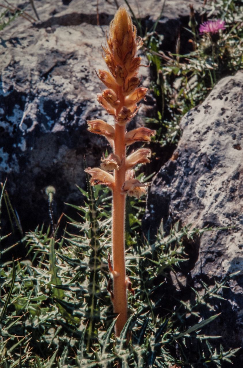 Orobanche reticulata flower