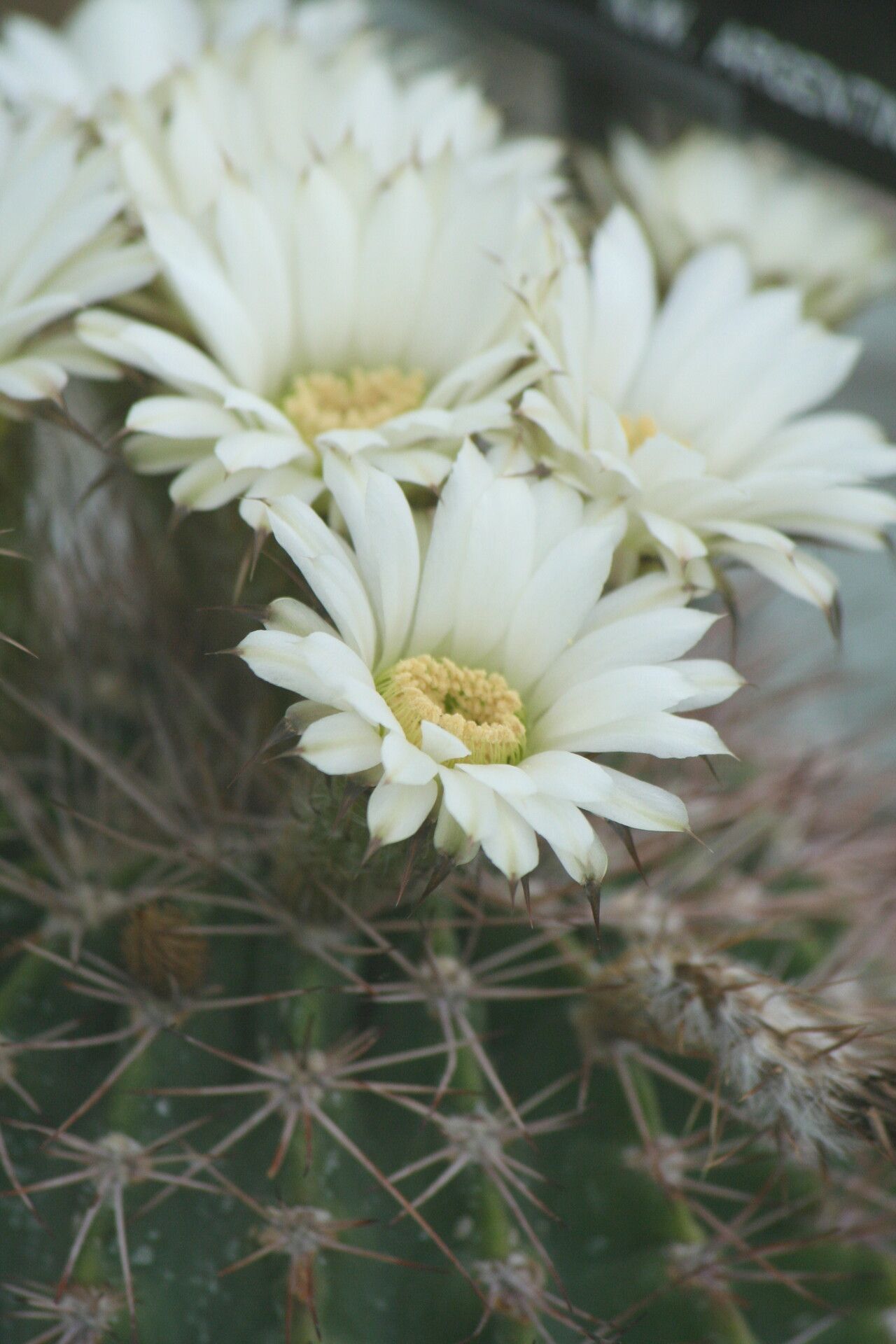 Acanthocalycium spiniflorum flower