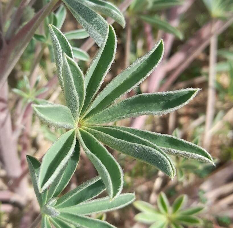 Lupinus hieronymi — search result for 'Lupinus'