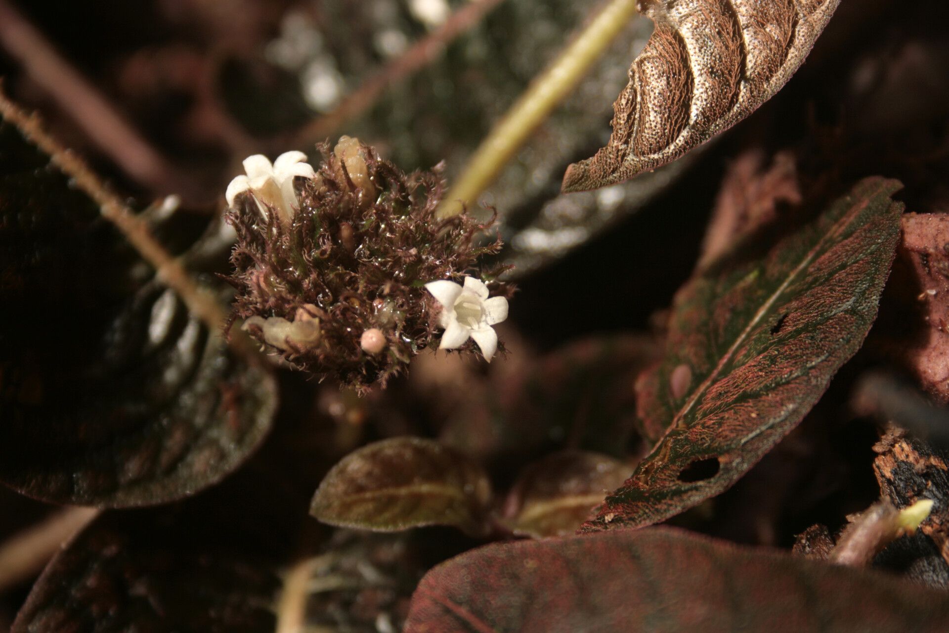 Palicourea alba flower