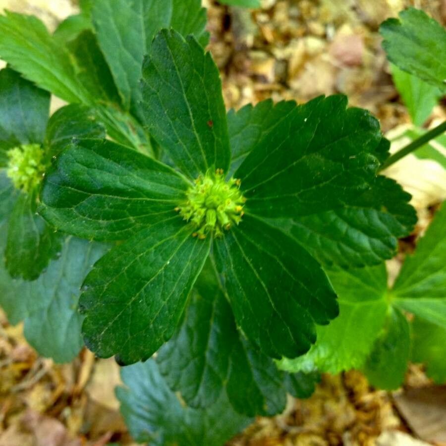 Sanicula epipactis flower