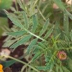 Tagetes erecta