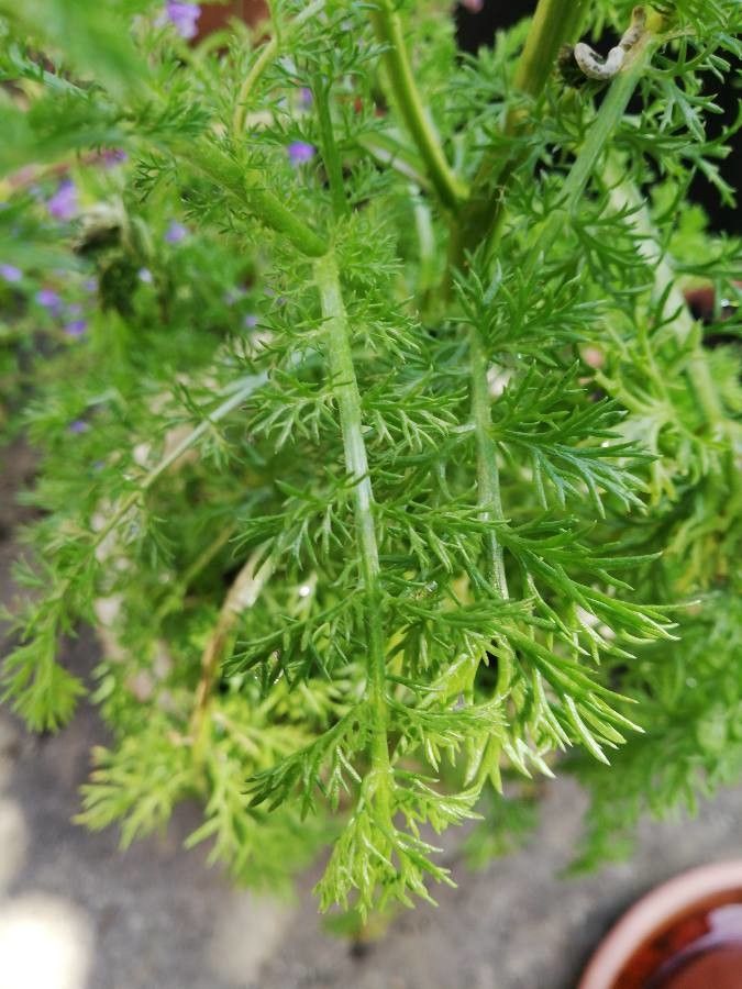 Anacyclus pyrethrum leaf