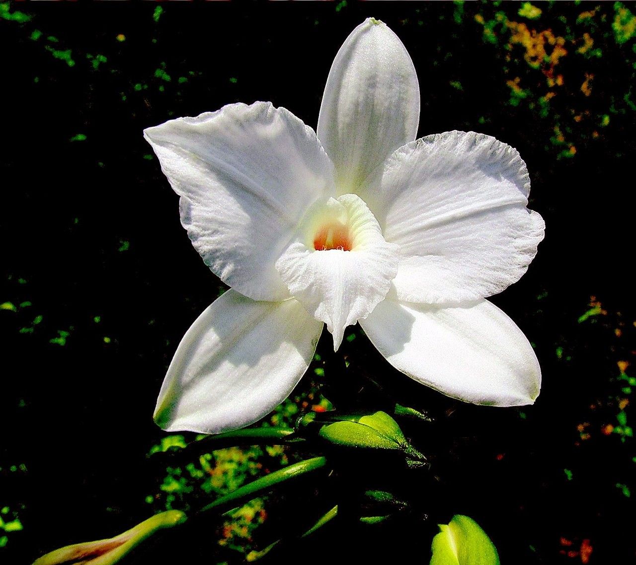 Vanilla barbellata flower