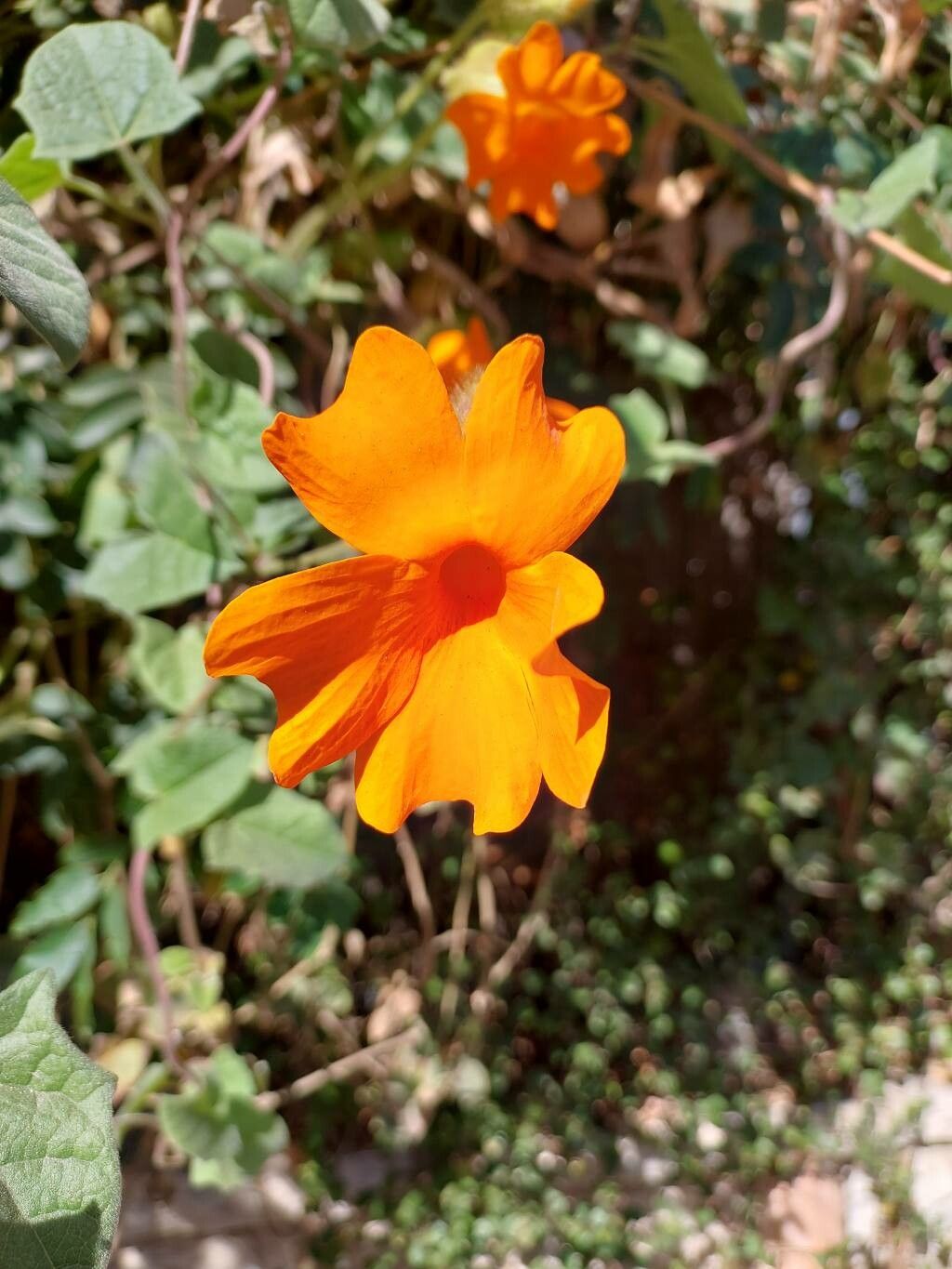 Thunbergia gregorii flower